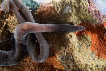 Media type: image;   Invertebrate Zoology 135323